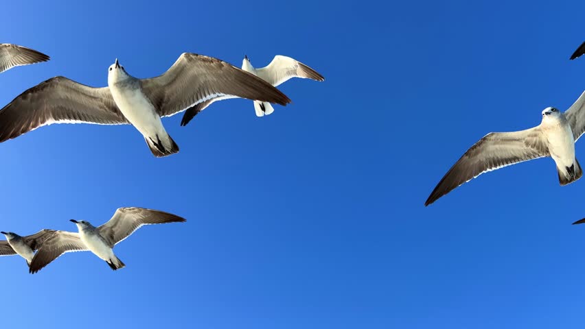 Seagulls on the Cuban beach in Varadero, Cuba. Seagulls with spreading wings against a background of blue sky and sunlight. Fluttering birds are asking for food. The Atlantic Ocean 4K Royalty-Free Stock Footage #3446878295