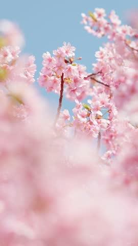 Cherry blossoms in full bloom under the blue sky in spring, Sakura flower, Nature or environment background, Vertical video for smartphone footage