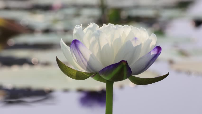 Video moving under the wind. A beautiful Australian giant water lily or NYMPHAEA GIGANTEA WATERLILY is floating on the water in the pond with blur background. Royalty-Free Stock Footage #3446917889