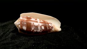 Conus geographus shell on a black sand background 4K