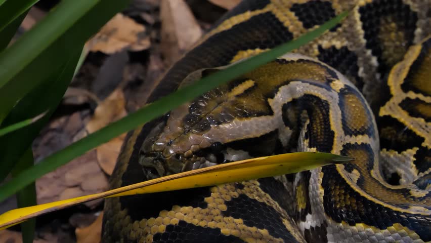 The Burmese python (Python bivittatus), one of the largest species of snakes