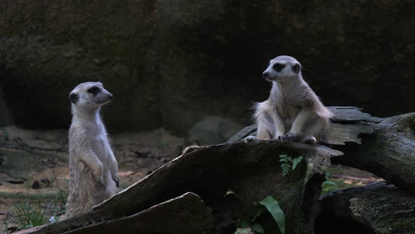 Two meerkats (also called suricates) - small African mongooses