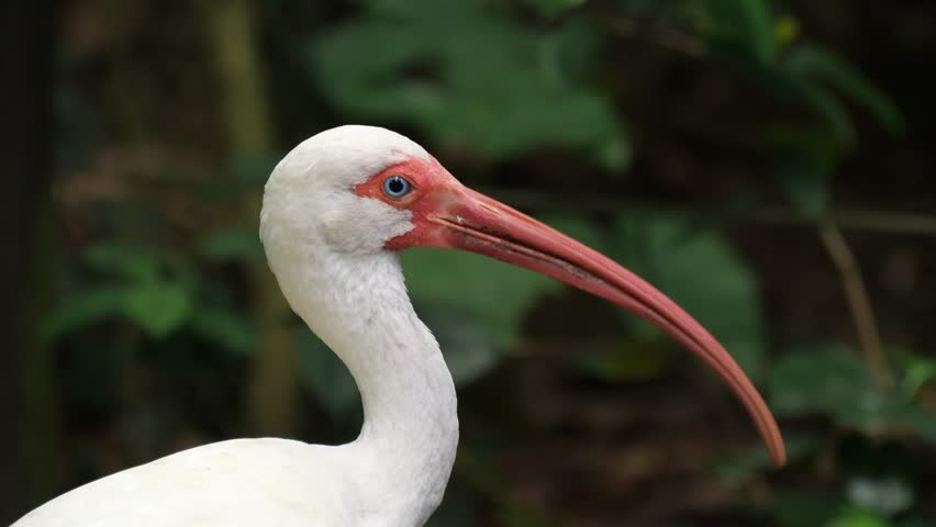 The American white ibis bird (Eudocimus albus)