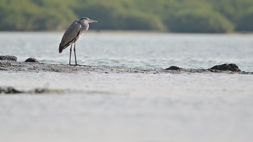 Migratory bird Grey heron wandering in the shallow marsh land at the bird sanctuary