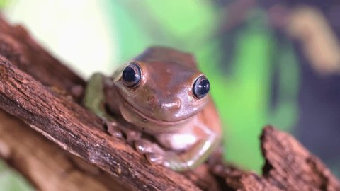 An Australian tree frog sits on the bark of a tree. The frog turns around and looks at the camera. Video stock