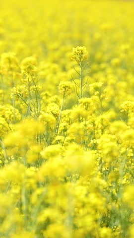 The fields were covered with yellow rape flowers Royalty-Free Stock Footage #3447043357