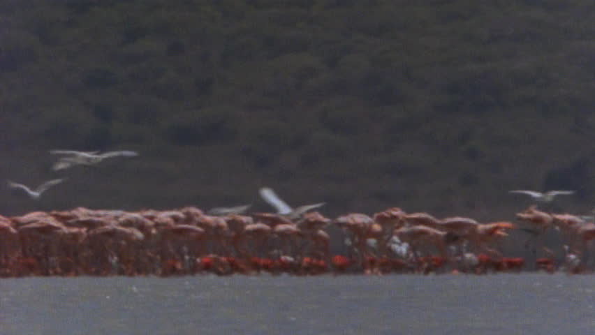 Flamingo