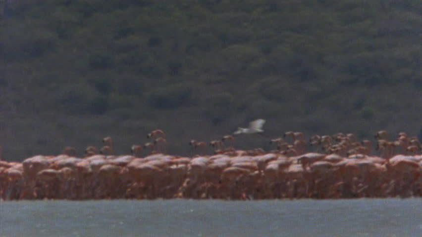 Flamingo