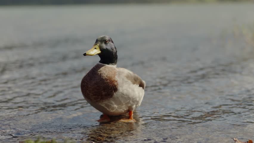 Closeup on mallard duck standing in water of lake near shore. Duck swimming in river or pond. Nature and wildlife concept. Funny animal 