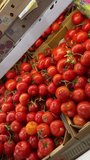 tomatoes video good for camera roll and cinematic videos