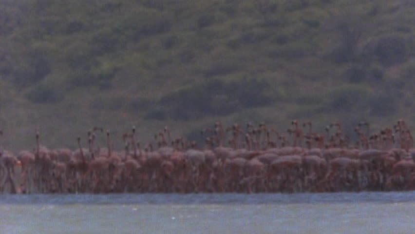 Flamingo
