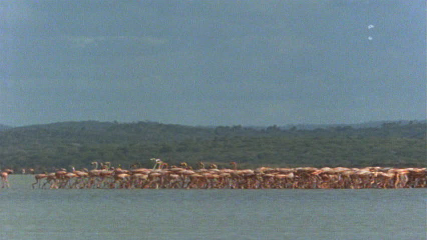 Flamingo