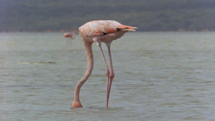 Flamingo