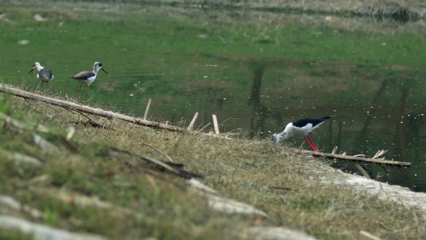 4K Video : The pied stilt, also known as the white-headed stilt, is a shorebird in the family Recurvirostridae.  