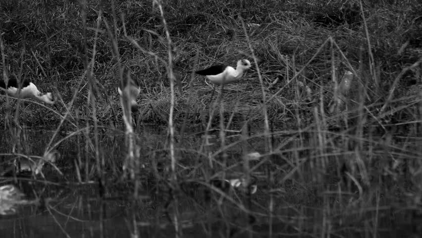 4K Video : The pied stilt, also known as the white-headed stilt, is a shorebird in the family Recurvirostridae.  