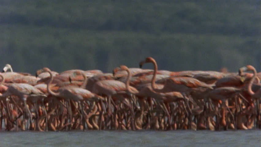 Flamingo