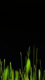rye plants growing time lapse vertical video, black background. cereal crops, spring season, agriculture