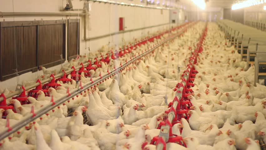 Chicken farm, eggs and poultry production. Chickens drink water and eat. Wide angle view, indoors footage Royalty-Free Stock Footage #3447141441