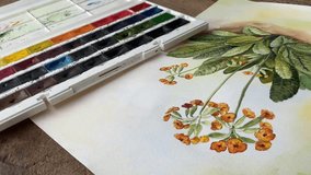 Female hand painting with brush aquarelle watercolor floral art video. Primrose flowers. Close up Ful HD
