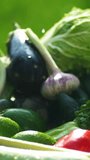fresh vegetables vertical video. tomato harvest close up. farmer market outdoor. drops of water splashing slow motion. small local farm, farming, agriculture
