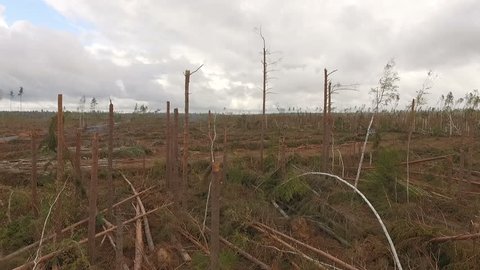 Aerial shot of a forest after hurricane.