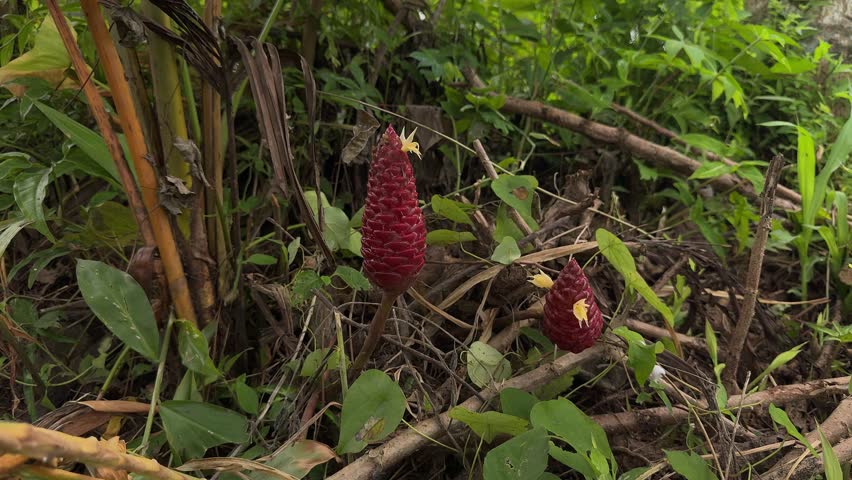 Costus giganteus Welw. ex Ridl in the tropical forest