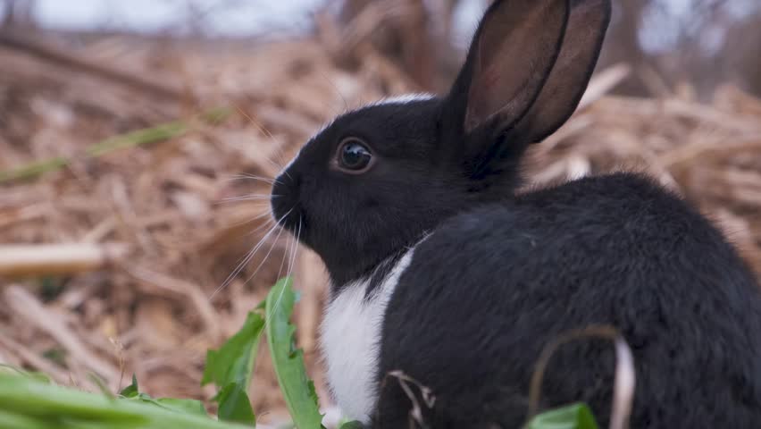 Rabbit bunny eating grass. cute Bunnies. Close-up footage of a rabbit bunny. Cute funny bunny. Cute bunnies. the rabbit bunny's is sitting on the wood. Funny bunny. Cute little bunnies. Animals pets Royalty-Free Stock Footage #3447203109