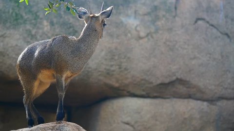 A small klipspringer antelope Oreotragus oreotragus on a rock. cinematic 4k footage close up 