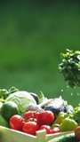 fresh farm vegetables vertical video, slow motion. tomatoes, cabbage, bell peppers, cucumbers, coriander leaves. farmers market outdoor 
