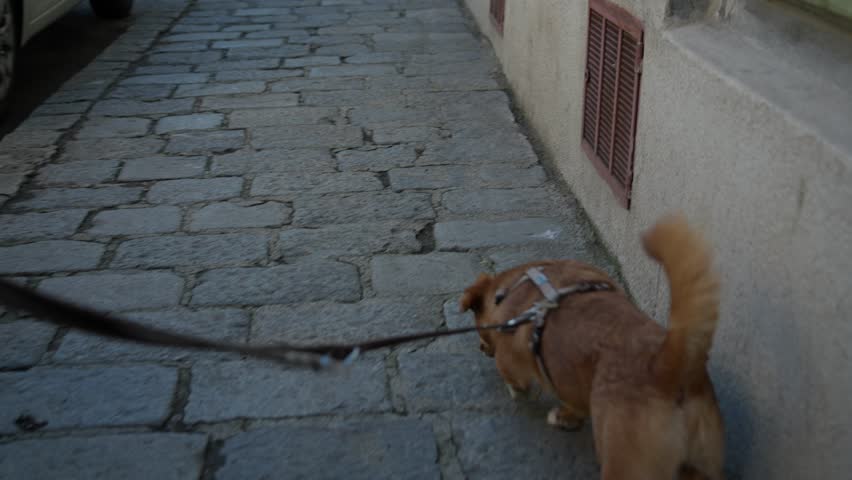 A small dog with orange fur is walking on a leash on an overcast spring day in a city. Slow Motion 