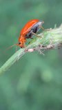 An Aulacophora sp. ( Pumpkin Beetle or Cucurbit Leaf Beetle) Eating a Flower Stalk