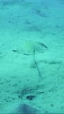 Vertical video, Сowtail Weralli stingray (Pastinachus sephen) swimming over sandy bottom on deep, Slow motion