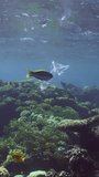 Vertical video, Curious fish Klunzinger's wrasse (Thalassoma rueppellii) swims around disposable transparent plastic package trying to bite floating in blue sea near coral reef, slow motion