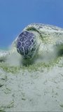 Vertical video, Close up, Camera moving forwards approaching Green Sea Turtle (Chelonia mydas) grazing on sandy bottom eating Smooth ribbon seagrass (Cymodocea rotundata) on seagrass bed