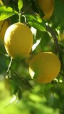 ripe lemons hanging on a tree branch vertical video. fresh yellow ripe lemons in Italian garden. citrus fruits orchard. fruit crops, healthy food, agriculture