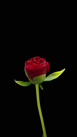 Blooming peony flower open, time lapse. Timelapse of pink peony flower blooming on black background. Valentine's Day concept