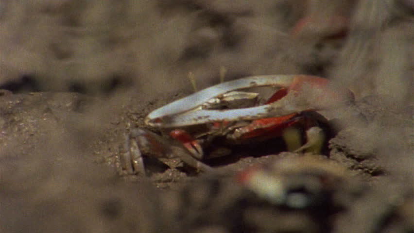 Fiddler crab
