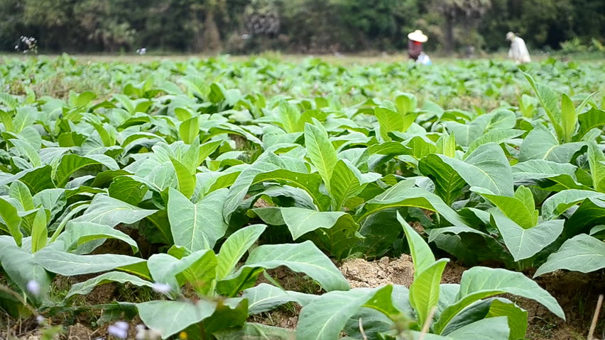 tobacco farm and farmer take apply fertilizer for plants