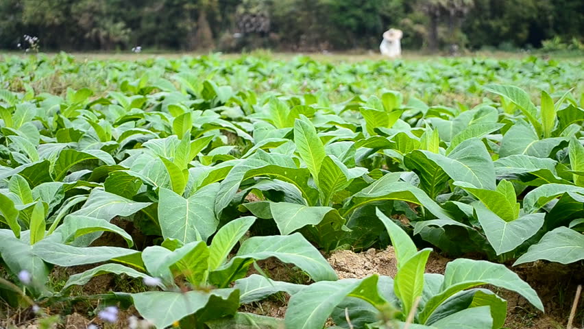 tobacco farm and farmer take apply fertilizer for plants