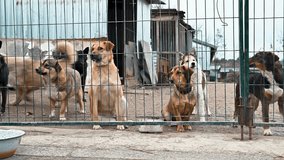Dog in animal shelter waiting for adoption. Dog  behind the fences. Canine behind bars. - Powered by Shutterstock - Get 15% off with code: PIKWIZARD15