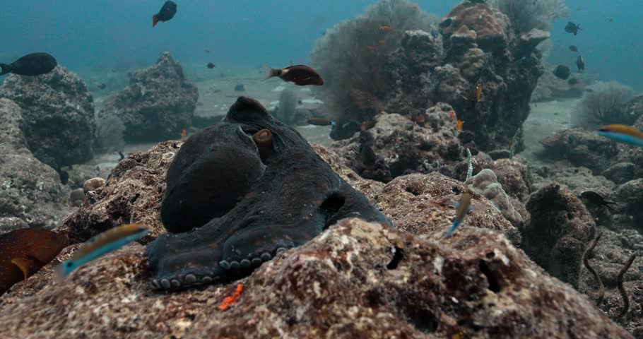Small fish approaching an Octopus and annoy it to change its color.