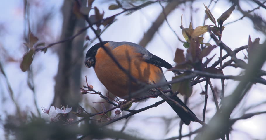 Bullfinch bird feeding on tree flowers seeds buds Pyrrhula pyrrhula