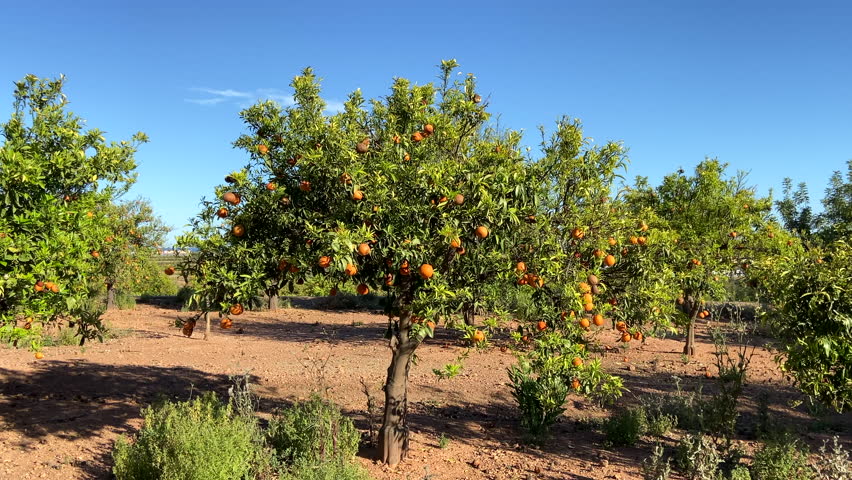 Orange mandarin tree. Orange fruit farm field. Vibrant orange citrus fruits in garden. Mandarin trees at farm plantation cultivated in Mediterranean. Harvest season in Spain. Citrus Tangerine plant. Royalty-Free Stock Footage #3447413067