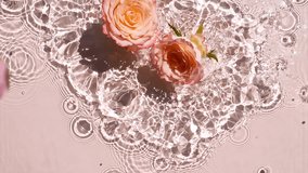 Slow motion of falling Pink rose flowers on water surface and diverging circles of water on pink background. Water splash pink colored. Pure water with reflections sunlight and shadows.  - Powered by Shutterstock - Get 15% off with code: PIKWIZARD15