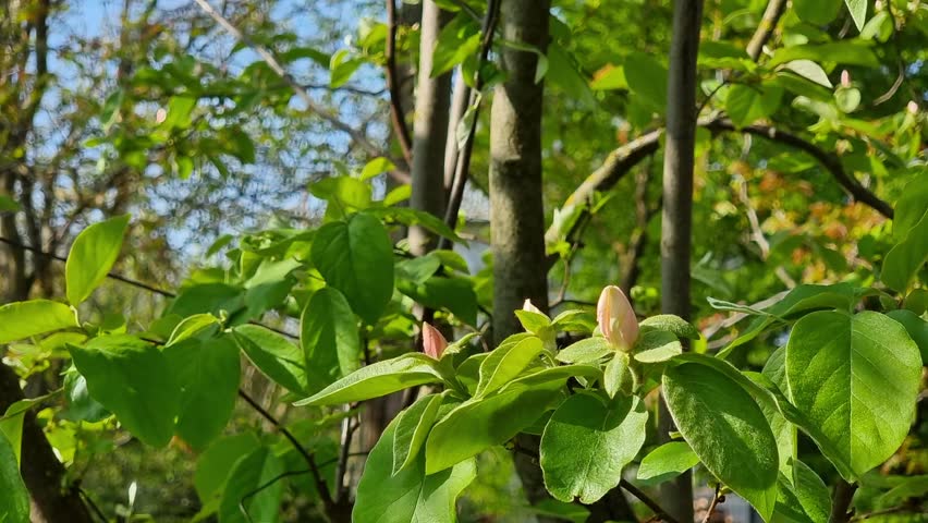 Quince blossom, delicate pink buds on tree branches in spring garden with green leaves and sunlight. Blooming fruit trees. Gardening. Royalty-Free Stock Footage #3447471273