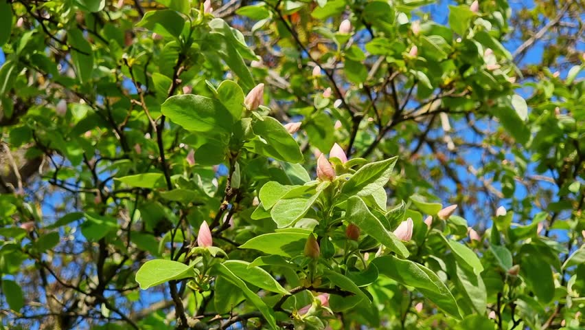 Blooming quince branch against the blue sky in spring. Flowering fruit trees. Gardening. Royalty-Free Stock Footage #3447471593