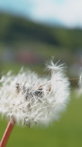 SLOW MOTION, CLOSE UP, COPY SPACE, DOF: Cinematic macro shot of a blossoming dandelion blown away by the warm summertime wind. Fluffy white seeds get swept away by wind blowing across countryside.