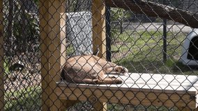 A caracal reclines within a secured enclosure, observed through a chain-link fence. - Powered by Shutterstock - Get 15% off with code: PIKWIZARD15