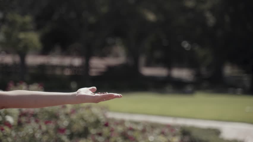 Pigeon Feeding Moment from Human Hand , Feed the Birds Day	