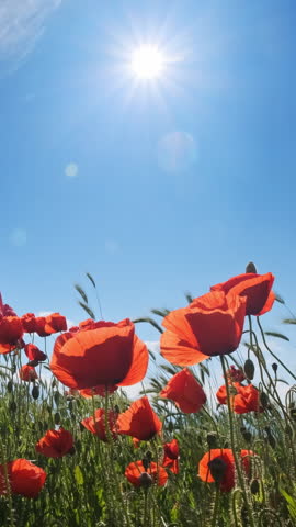 Red poppies and sun in blue sky. Summer poppy field. Vertical video